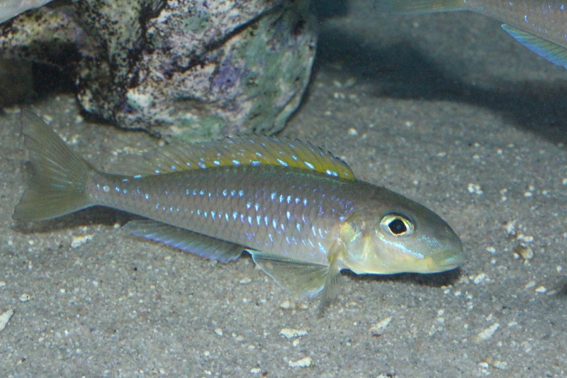 Xenotilapia flavipinnis 'Mtotokainda Island' (Kainda)